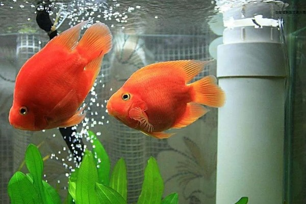 鹦鹉鱼的适宜水温，要保持在25-28℃