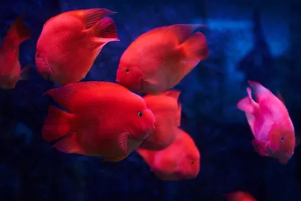 鹦鹉鱼的适宜水温，要保持在25-28℃