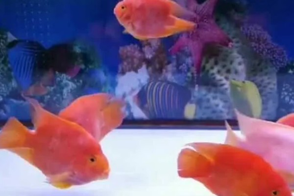 鹦鹉鱼的适宜水温，要保持在25-28℃