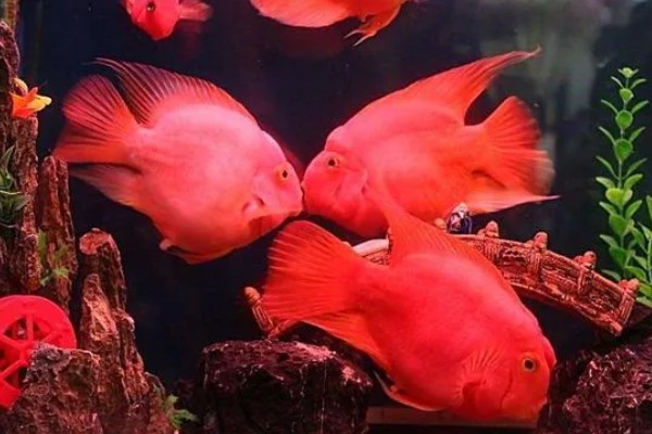 鹦鹉鱼的适宜水温，要保持在25-28℃