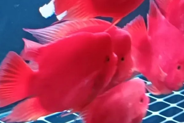 鹦鹉鱼的适宜水温，要保持在25-28℃