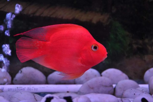 鹦鹉鱼的适宜水温，要保持在25-28℃