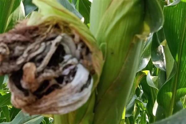 玉米乌霉如何形成，可能是感染了黑粉菌的孢子