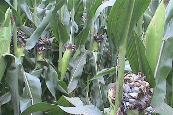 玉米乌霉如何形成，可能是感染了黑粉菌的孢子