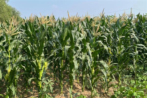 玉米乌霉如何形成，可能是感染了黑粉菌的孢子