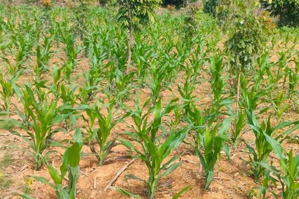 玉米乌霉如何形成，可能是感染了黑粉菌的孢子