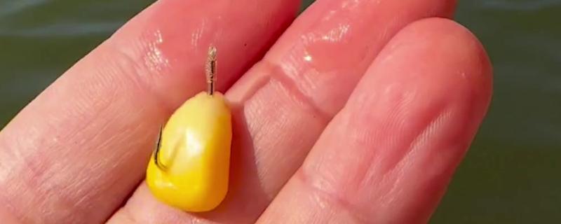怎样用玉米钓鲤鱼，需提前打窝