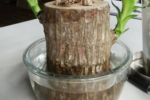 巴西木开花所需时间,经过6-7年才能开花