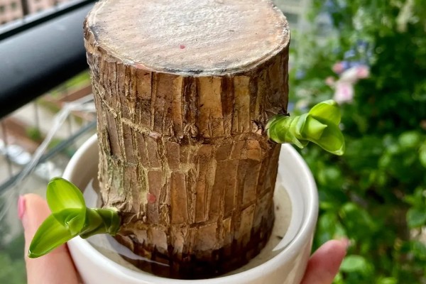 巴西木开花所需时间,经过6-7年才能开花