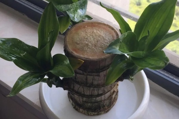 巴西木开花所需时间,经过6-7年才能开花