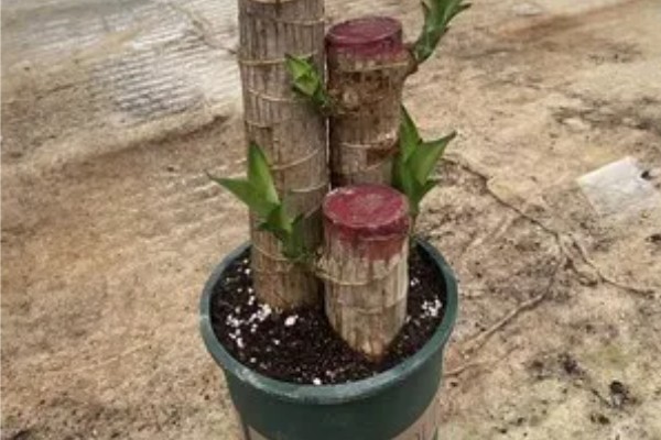 巴西木开花所需时间,经过6-7年才能开花