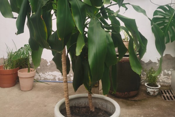 巴西木开花所需时间,经过6-7年才能开花