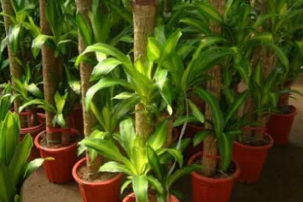 巴西木开花所需时间,经过6-7年才能开花