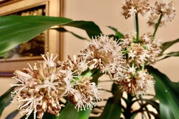 巴西木开花所需时间,经过6-7年才能开花