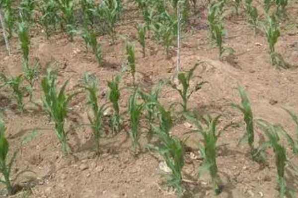 玉米补种的注意事项，3-5叶期时抓紧时机进行补种