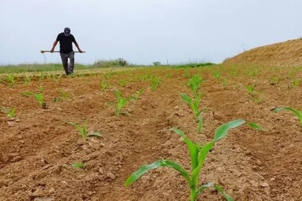 玉米补种的注意事项，3-5叶期时抓紧时机进行补种