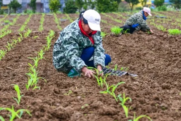 玉米补种的注意事项，3-5叶期时抓紧时机进行补种