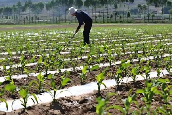 玉米补种的注意事项，3-5叶期时抓紧时机进行补种