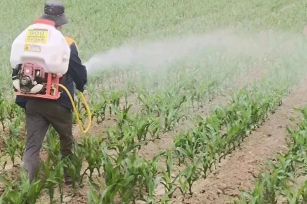 玉米补种的注意事项，3-5叶期时抓紧时机进行补种