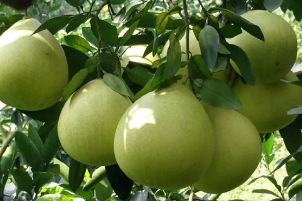 金橙蜜柚的优缺点,水分充足但产量低