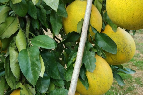 金橙蜜柚的优缺点,水分充足但产量低