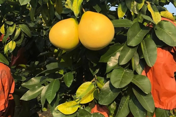 金橙蜜柚的优缺点,水分充足但产量低
