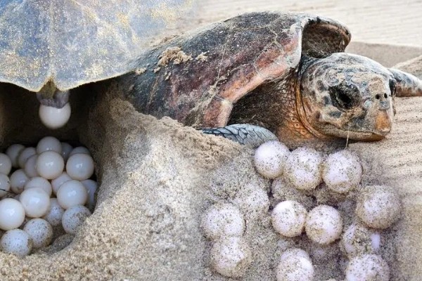 真鳄龟好不好养，养殖难度比较低