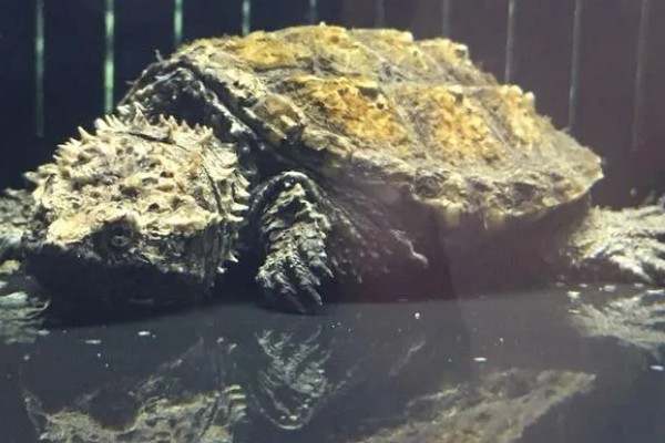 真鳄龟好不好养，养殖难度比较低