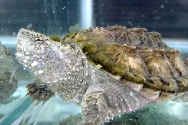 真鳄龟好不好养，养殖难度比较低