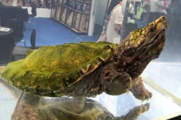 真鳄龟好不好养，养殖难度比较低