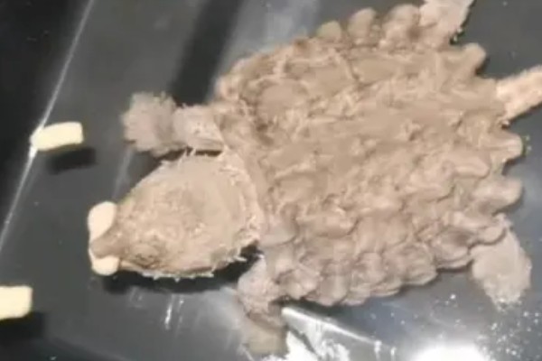 真鳄龟好不好养，养殖难度比较低