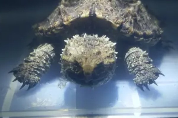 真鳄龟好不好养，养殖难度比较低