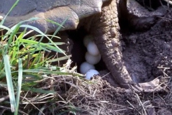 真鳄龟好不好养，养殖难度比较低