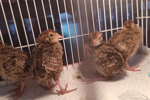 养鹌鹑需要知道的基本知识,要及时地注射疫苗