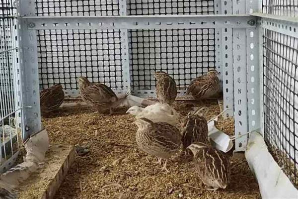 养鹌鹑需要知道的基本知识,要及时地注射疫苗