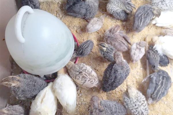 养鹌鹑需要知道的基本知识,要及时地注射疫苗