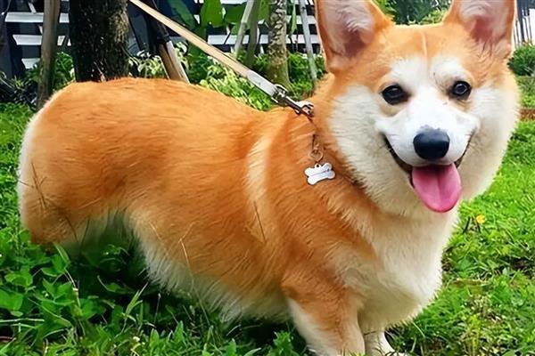 猫狗的消化系统分类，分为消化道和消化腺