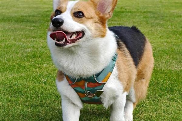 猫狗的消化系统分类，分为消化道和消化腺