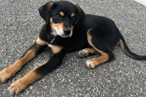 猫狗的消化系统分类，分为消化道和消化腺