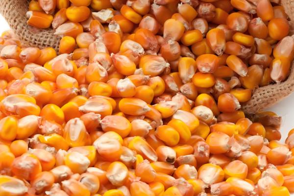 玉米种子怎么选择，选择正规的渠道购买