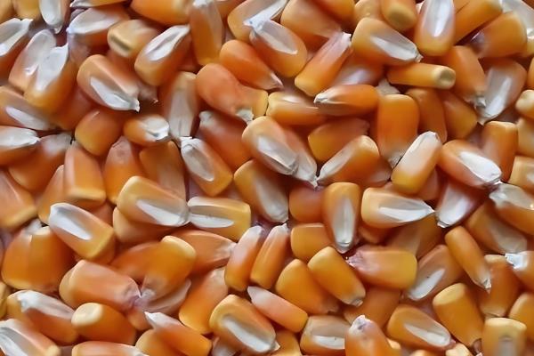 玉米种子怎么选择，选择正规的渠道购买