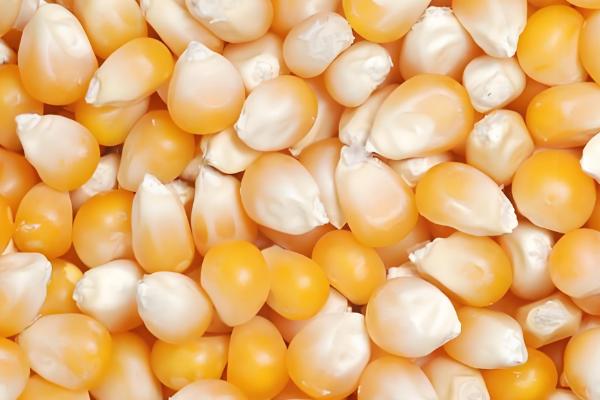 玉米种子怎么选择，选择正规的渠道购买