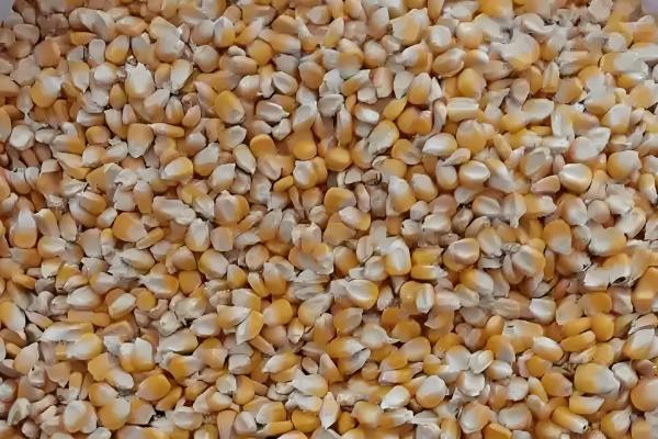 玉米种子怎么选择，选择正规的渠道购买