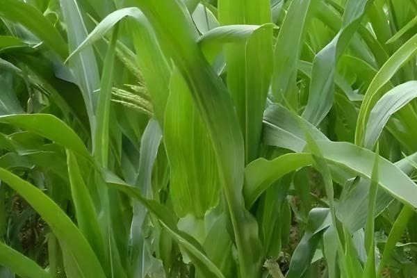 玉米种子怎么选择，选择正规的渠道购买