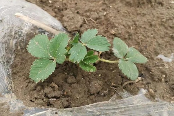 草莓的育苗方法,要选择生长健壮的草莓幼苗
