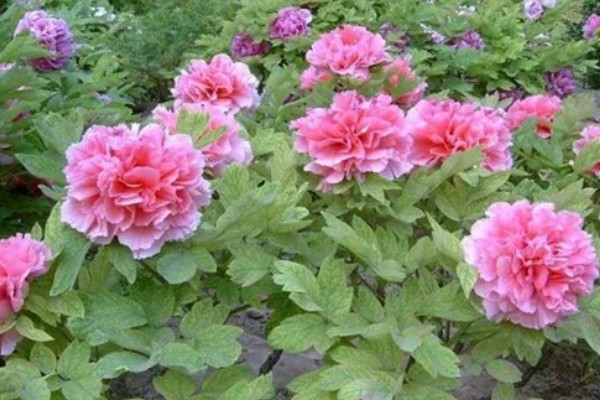 牡丹有什么别称,具有百两金、洛阳花等叫法