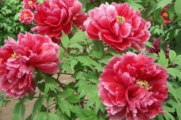 牡丹有什么别称,具有百两金、洛阳花等叫法