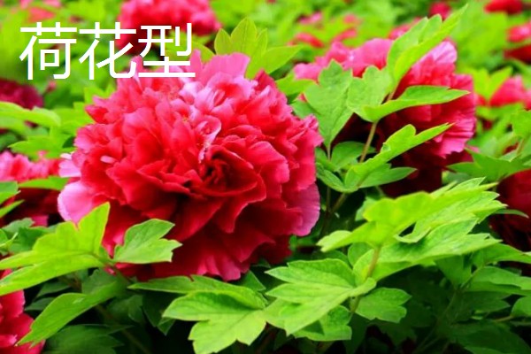 牡丹有什么别称,具有百两金、洛阳花等叫法