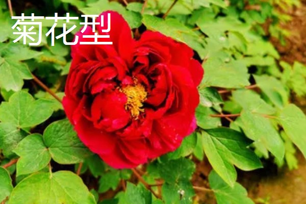 牡丹有什么别称,具有百两金、洛阳花等叫法