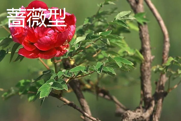 牡丹有什么别称,具有百两金、洛阳花等叫法